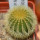UEBELMANNIA pectinifera var. eriocactoides RNK 99, 10km N of Curimataí, Mg., 5 cm pot, SEEDLING