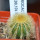 UEBELMANNIA pectinifera var. eriocactoides RNK 99, 10km N of Curimataí, Mg., 5 cm pot, SEEDLING