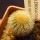 UEBELMANNIA pectinifera var. eriocactoides RNK 99, 10km N of Curimataí, Mg., 5 cm pot, SEEDLING