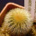 UEBELMANNIA pectinifera var. eriocactoides RNK 99, 10km N of Curimataí, Mg., 5 cm pot, SEEDLING