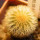UEBELMANNIA pectinifera var. eriocactoides RNK 99, 10km N of Curimataí, Mg., 5 cm pot, SEEDLING