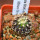 UEBELMANNIA meninensis RNK 47/2023, Serra Negra, 5 cm pot, SEEDLING