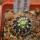 UEBELMANNIA meninensis RNK 47/2023, Serra Negra, 5 cm pot, SEEDLING