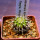 UEBELMANNIA meninensis RNK 47/2023, Serra Negra, 5 cm pot, SEEDLING