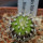 UEBELMANNIA meninensis RNK 47/2023, Serra Negra, 5 cm pot, SEEDLING