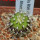 UEBELMANNIA meninensis RNK 47/2023, Serra Negra, 5 cm pot, SEEDLING
