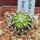 UEBELMANNIA meninensis RNK 47/2023, Serra Negra, 5 cm pot, SEEDLING