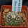 UEBELMANNIA meninensis RNK 47/2023, Serra Negra, 5 cm pot, SEEDLING