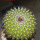 UEBELMANNIA pectinifera aff. f. nova RNK 105, Serra do Espinhaco, 8 cm pot, SEEDLING