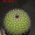 UEBELMANNIA pectinifera aff. f. nova RNK 105, Serra do Espinhaco, 8 cm pot, SEEDLING