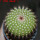 UEBELMANNIA pectinifera aff. f. nova RNK 105, Serra do Espinhaco, 8 cm pot, SEEDLING