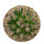 MAMMILLARIA bertholdii, illustrative photo