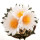 ARIOCARPUS bravoanus VM 288, f. white flower, illustrative photo