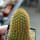 BRACHYCEREUS nesioticus 6,5 cm pot, clone P2, own roots, rooted cutting