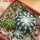 DISCOCACTUS horstii, 3 x seedlings, one 5 cm pot