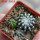 DISCOCACTUS horstii, 3 x seedlings, one 5 cm pot
