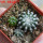 DISCOCACTUS horstii, 3 x seedlings, one 5 cm pot