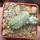 PSEUDOLITHOS caput-viperae, pot 6 cm, rooted offset
