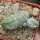 PSEUDOLITHOS caput-viperae, pot 6 cm, rooted offset