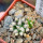MAMMILLARIA bertholdii GCG 10006, 5 cm pot, 2 pcs. SEEDLINGS