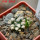 MAMMILLARIA bertholdii GCG 10006, 5 cm pot, 2 pcs. SEEDLINGS
