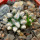 MAMMILLARIA bertholdii GCG 10006, 5 cm pot, 2 pcs. SEEDLINGS