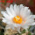 ARIOCARPUS bravoanus VM 288, f. white flower, F3 gener., SEEDLING