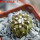 COPIAPOA columna - alba GCG 15329b, f. white spines ex Gerardo Snicer, seedling