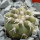 COPIAPOA columna - alba GCG 15329b, f. white spines ex Gerardo Snicer, seedling