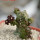 PSEUDOLITHOS dodsonianus, 5 cm pot, own roots, rooted offset