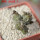 PSEUDOLITHOS dodsonianus, 5 cm pot, own roots, rooted offset