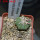 AZTEKIUM ritteri f. rotundum GCG 10005, El Barreal, 5 cm pot, 2,3 cm SEEDLING