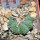 AZTEKIUM ritteri f. rotundum GCG 10005, El Barreal, 5 cm pot, 2,4 cm SEEDLING