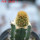 BRACHYCEREUS nesioticus 8 cm pot, P1 clone,grafted offset