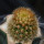 BRACHYCEREUS nesioticus 8 cm pot, P1 clone,grafted offset