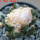 ARIOCARPUS bravoanus VM 288, f. white flower, F3 gener., pot 8 cm, SEEDLING