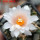 ARIOCARPUS bravoanus VM 288, f. white flower, F3 gener., 5 cm pot, SEEDLING
