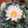 ARIOCARPUS bravoanus VM 288, f. white flower, F3 gener., pot 8 cm, SEEDLING