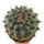 STROMBOCACTUS corregidorae, illustrative photo