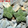 AZTEKIUM valdezii GCG 10893, own roots, 5 cm pot, 2 pcs. SEEDLINGS