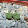 AZTEKIUM valdezii GCG 10893, own roots, 5 cm pot, 2 pcs. SEEDLINGS