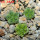 AZTEKIUM valdezii GCG 10893, own roots, 5 cm pot, 3 pcs. SEEDLINGS