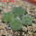AZTEKIUM valdezii GCG 10893, own roots, 5 cm pot, 4 pcs. SEEDLINGS