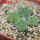 AZTEKIUM valdezii GCG 10893, own roots, 5 cm pot, 4 pcs. SEEDLINGS