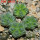 AZTEKIUM valdezii GCG 10893, own roots, 5 cm pot, 4 pcs. SEEDLINGS