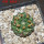 EUPHORBIA gymnocalycioides, 6,5 cm pot, own roots, rooted offset