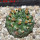 EUPHORBIA gymnocalycioides, 6,5 cm pot, own roots, rooted offset