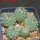 STROMBOCACTUS corregidorae VM 974, 6,5 cm pot, 5 pcs., SEEDLINGS