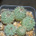 STROMBOCACTUS corregidorae VM 974, 6,5 cm pot, 5 pcs., SEEDLINGS