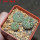 STROMBOCACTUS corregidorae VM 974, 6 cm pot, 3 pcs., SEEDLINGS